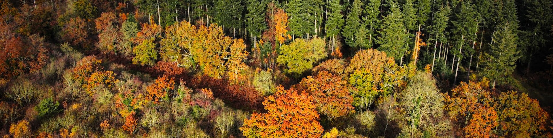 Aerial view, forest trees, woodland, deciduous temperate fog, lowland, Britain, UK, England, sunset Sunrise. Aerial views of woodland and forested deciduous alpine trees during early Autumn. Farmer