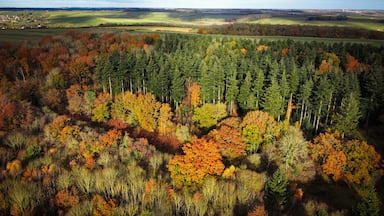 Aerial view, forest trees, woodland, deciduous temperate fog, lowland, Britain, UK, England, sunset Sunrise. Aerial views of woodland and forested deciduous alpine trees during early Autumn. Farmer
