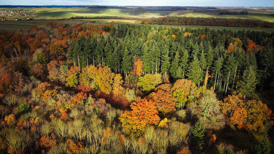 Aerial view, forest trees, woodland, deciduous temperate fog, lowland, Britain, UK, England, sunset Sunrise. Aerial views of woodland and forested deciduous alpine trees during early Autumn. Farmer