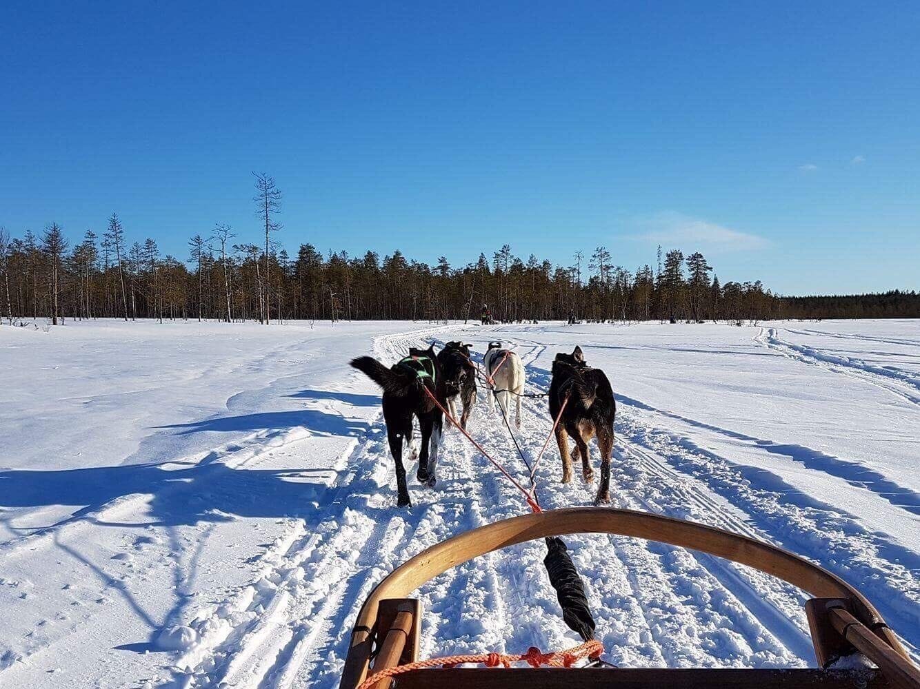 Paisagem nevada com uma equipe de trenó puxada por cães em movimento.