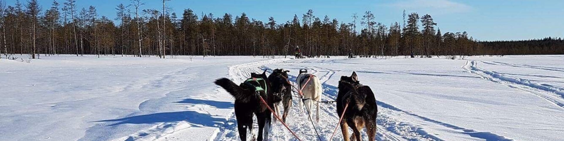 Paisagem nevada com uma equipe de trenó puxada por cães em movimento.
