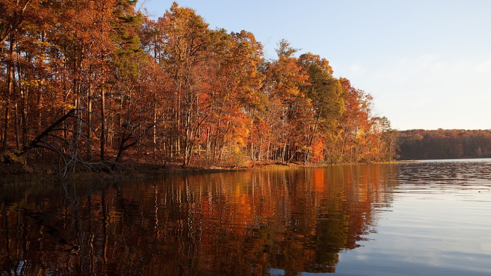 Fall treeline