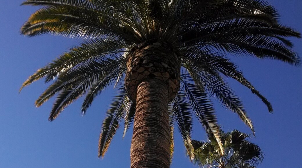 The palm trees in Southern California always seem picture perfect!