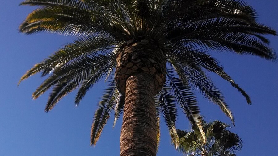 The palm trees in Southern California always seem picture perfect!