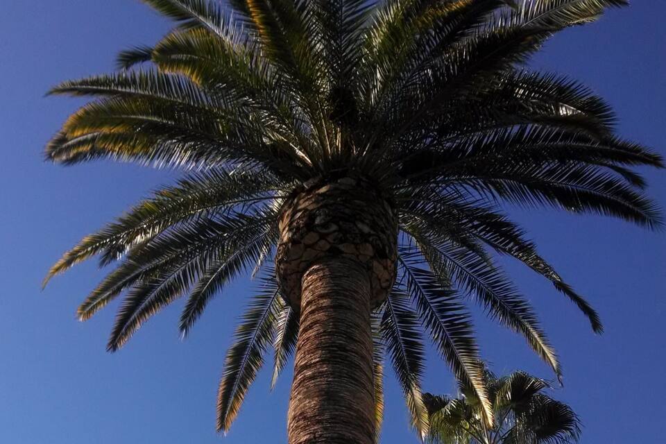 Una palmera alta con un cielo azul despejado al fondo.