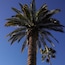 The palm trees in Southern California always seem picture perfect!