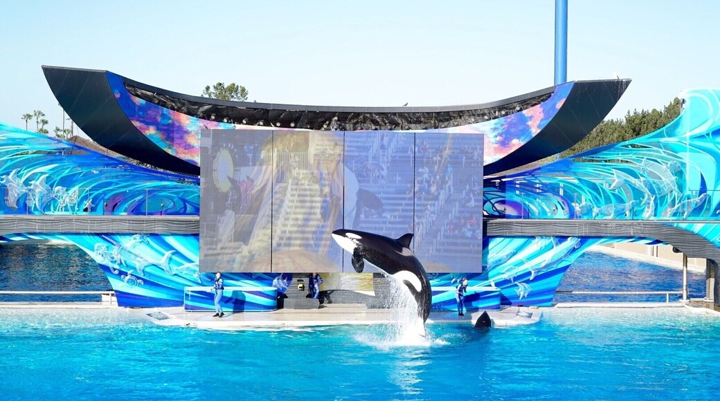 Shamu stadium