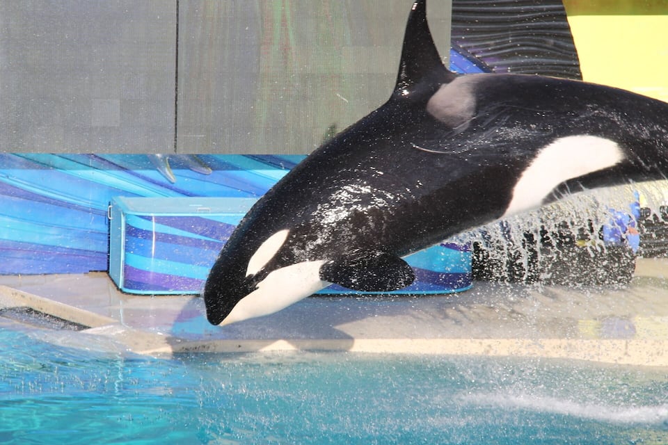 An orca performing a jump in a pool.