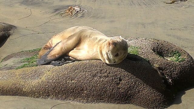 This picture was taken on the beach by scripps aquarium.