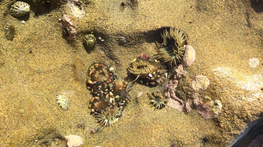 Go during low tide to see the marine life in the pools