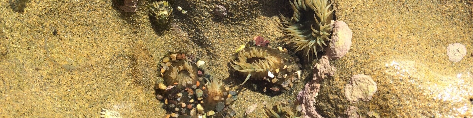 Go during low tide to see the marine life in the pools
