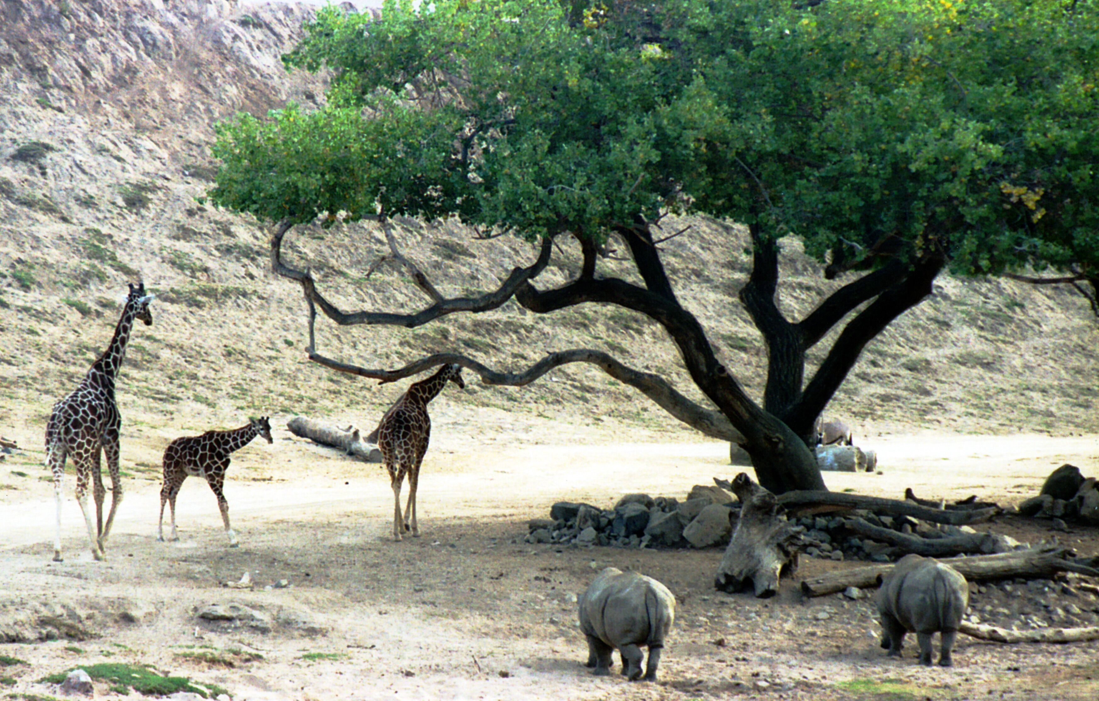 Travel in the back of a covered, open-air safari truck. Get an up-close view of Asian and African birds and mammals. Fantastic experience and opportunity for photographs.