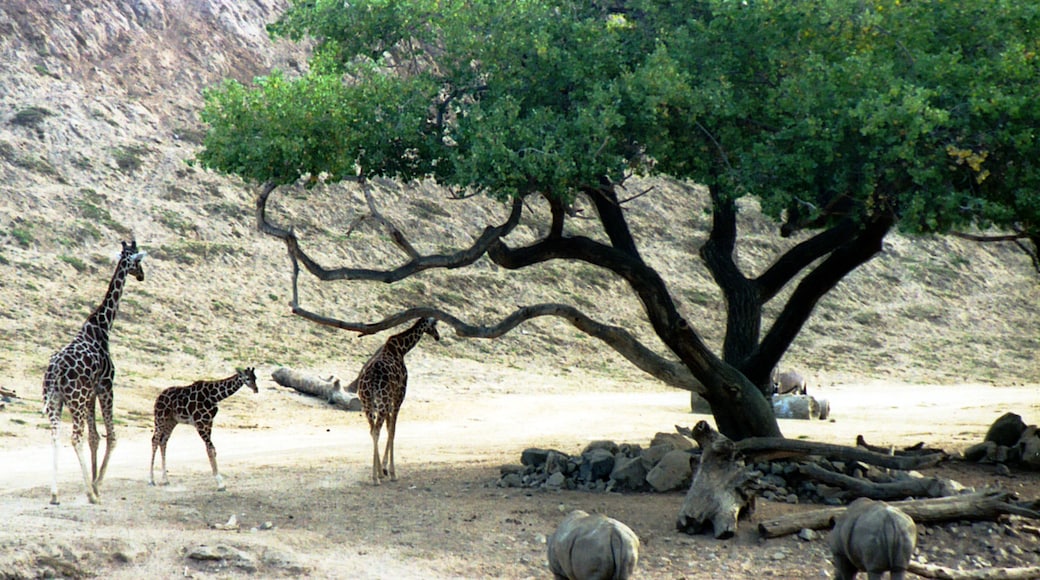 Travel in the back of a covered, open-air safari truck. Get an up-close view of Asian and African birds and mammals. Fantastic experience and opportunity for photographs.