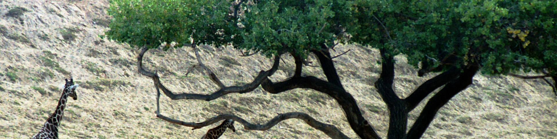 A giraffe, a baby giraffe, and a rhino under a large tree in a dry, rocky landscape.