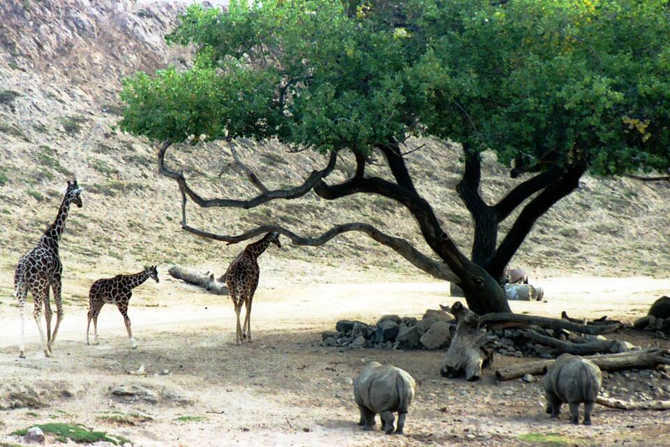 A giraffe, a baby giraffe, and a rhino under a large tree in a dry, rocky landscape.