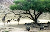 A giraffe, a baby giraffe, and a rhino under a large tree in a dry, rocky landscape.