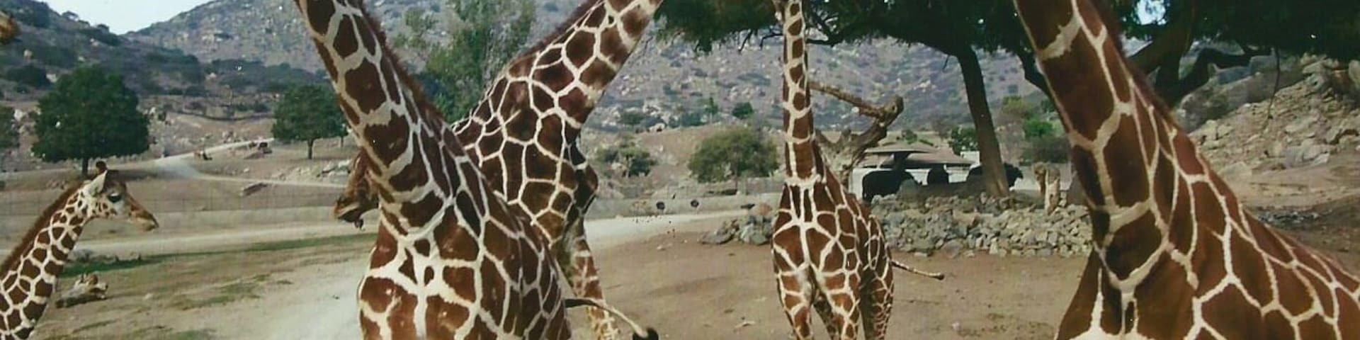 Travel in the back of a covered, open-air safari truck. Get an up-close view of Asian and African birds and mammals. Fantastic experience and opportunity for photographs.