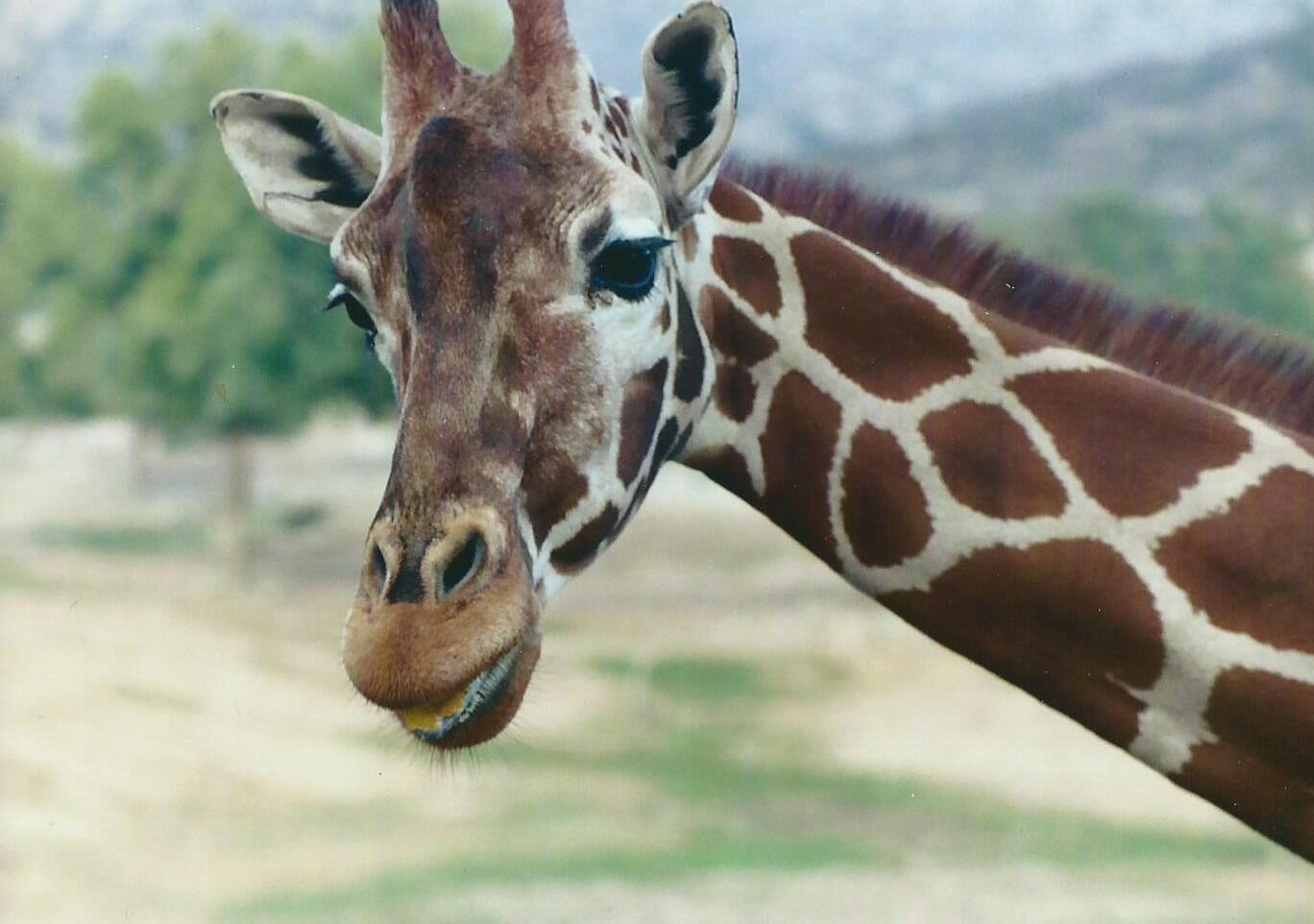 A giraffe with a brown and white coat, standing in a grassy area with trees and mountains in the background.