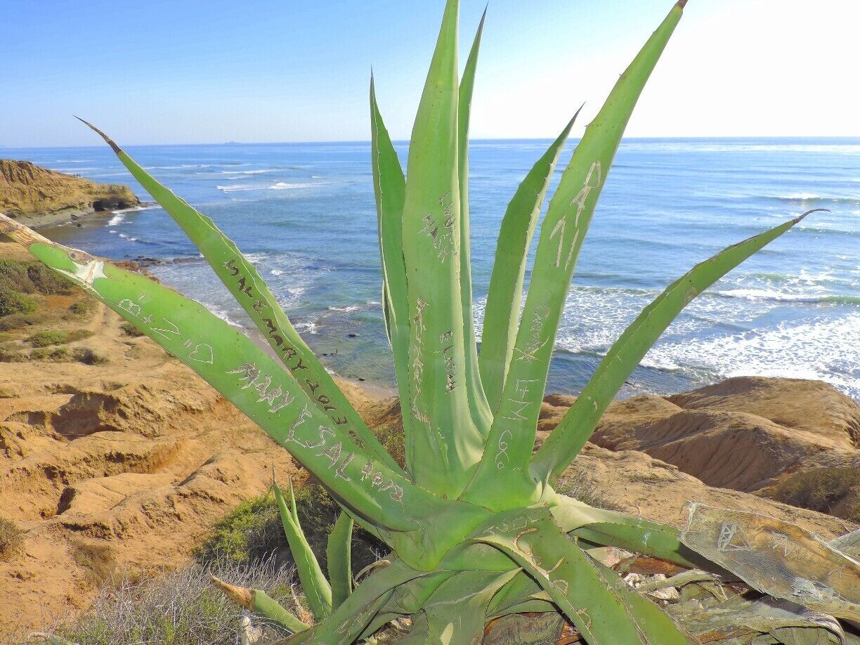 I guess people will write their names on anything!