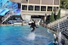 Un dauphin exécutant des figures dans une piscine, avec une scène et des gradins en arrière-plan.