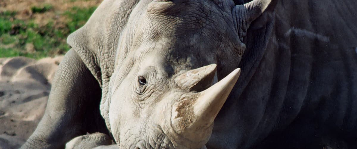 Travel in the back of a covered, open-air safari truck. Get an up-close view of Asian and African birds and mammals. Fantastic experience and opportunity for photographs.