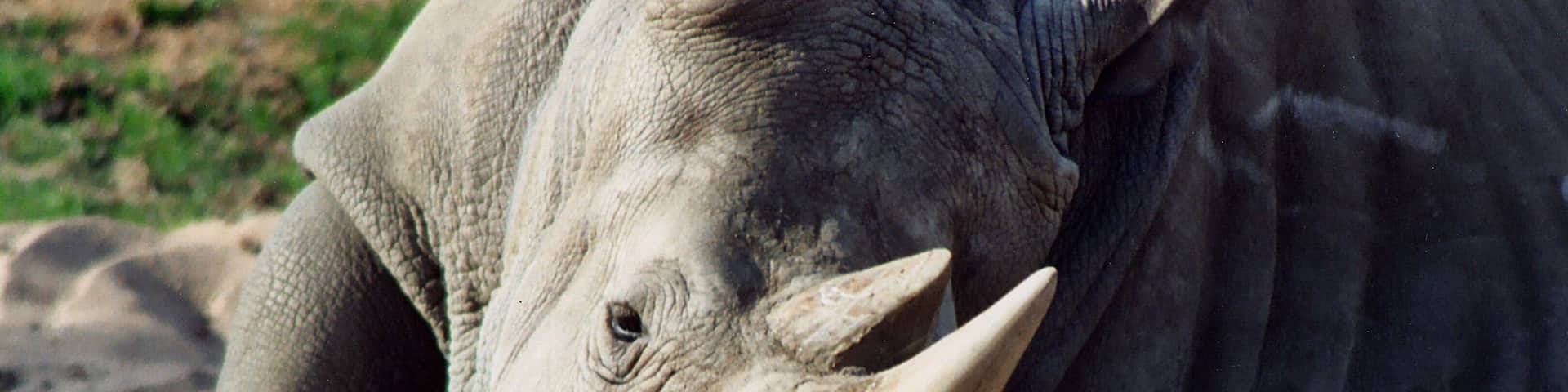 Travel in the back of a covered, open-air safari truck. Get an up-close view of Asian and African birds and mammals. Fantastic experience and opportunity for photographs.