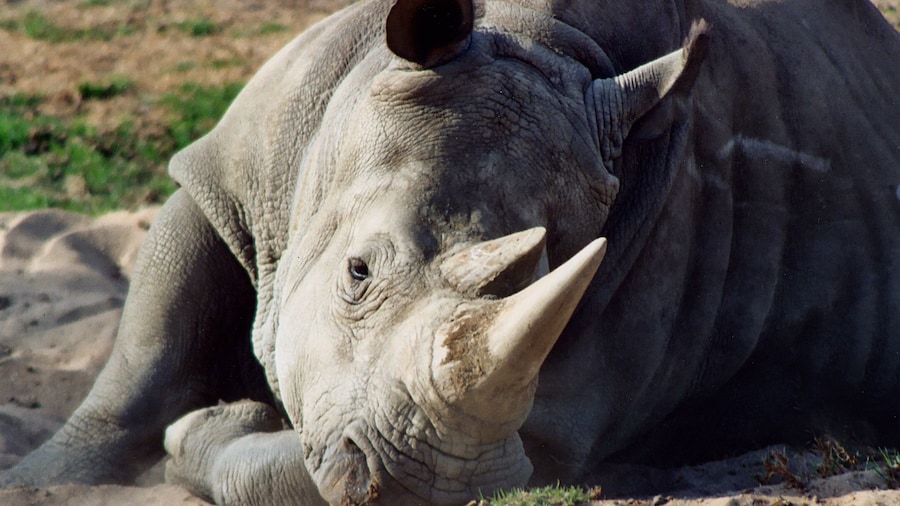 Travel in the back of a covered, open-air safari truck. Get an up-close view of Asian and African birds and mammals. Fantastic experience and opportunity for photographs.