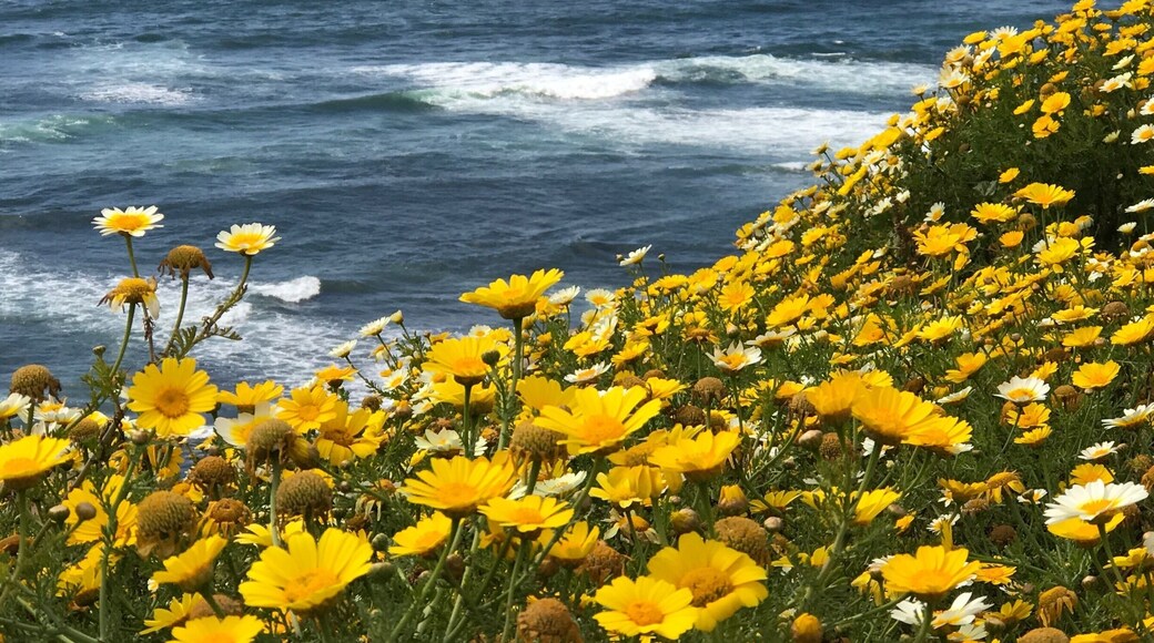 The smell of salty sea air with a dose of massive sightings of daisies makes for a wonderful hike. #TakeAHike