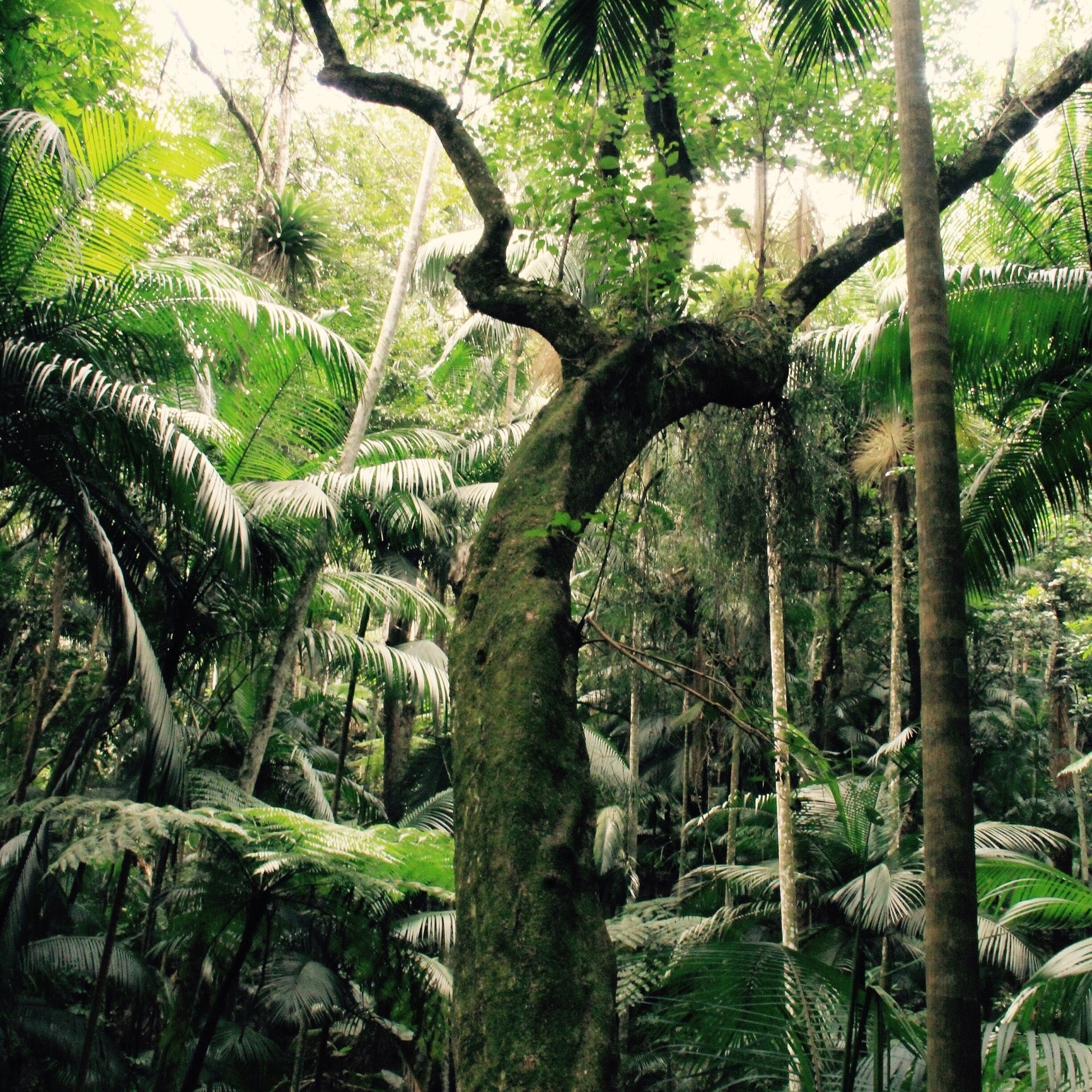 Currently the Botanical Garden is part of the Botanical Institute of São Paulo and is geographically placed in the State Park of Fontes do Ipiranga, known as the State Park. Its area of 360,000 m² of rainforest is home to 380 species of trees, used for research and conservation purposes. In the vegetation is possible to observe some animals, such as, for example, the green-billed toucan, sloth, howler monkeys and rodents, living freely in the garden.
Source: cidadedesaopaulo.com - Official site tour of the city of São Paulo #BestOf5