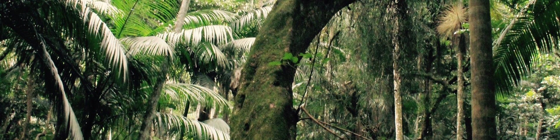 Uma floresta tropical densa, com uma árvore imponente de tronco largo e galhos bem desenvolvidos.