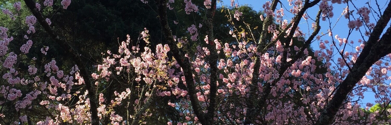 #colorful São Paulo Brazil - The cherry tree festival - August 2015.