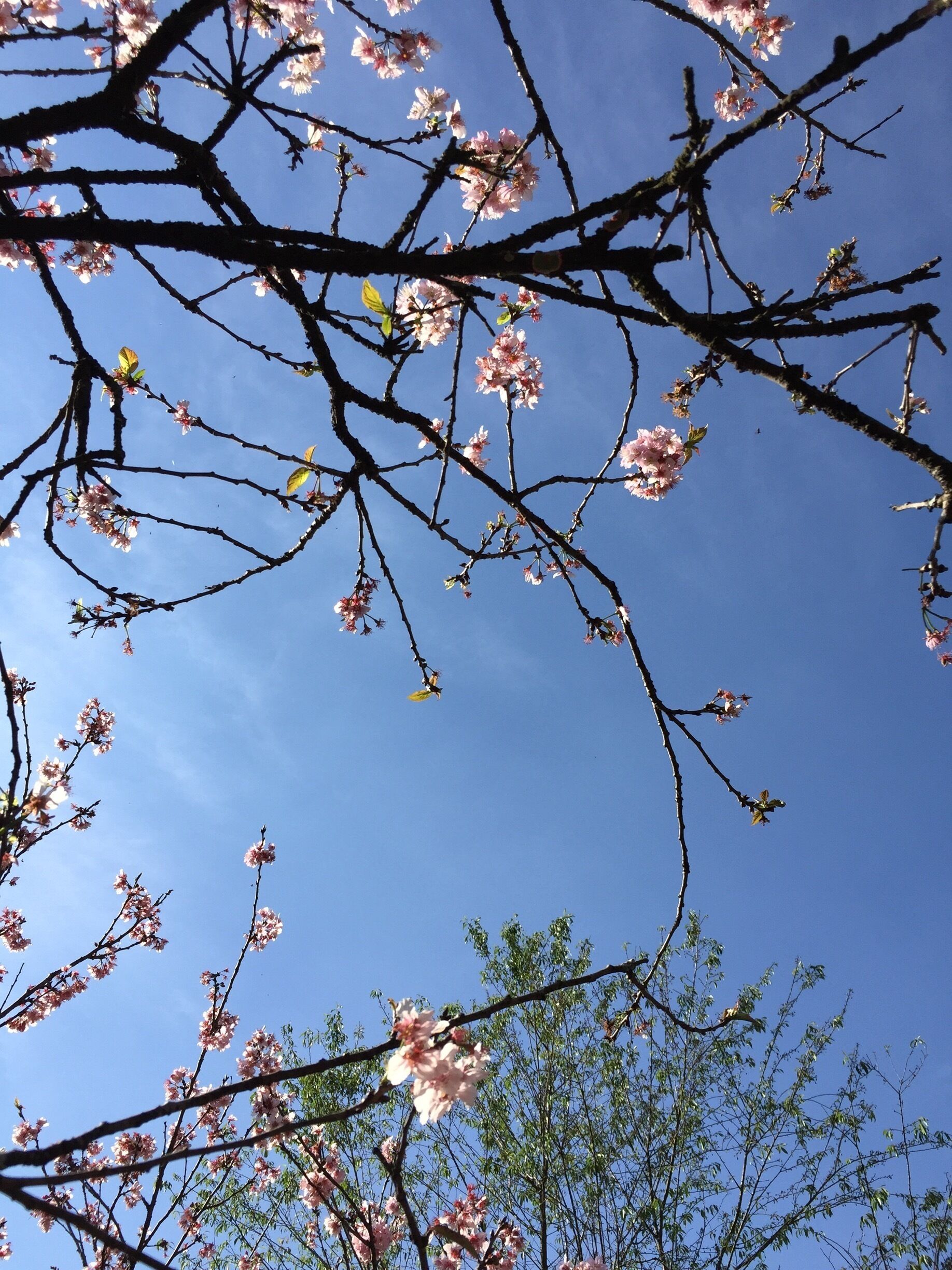 Every year people go to the park to be amazed by the cherry blossom trees.