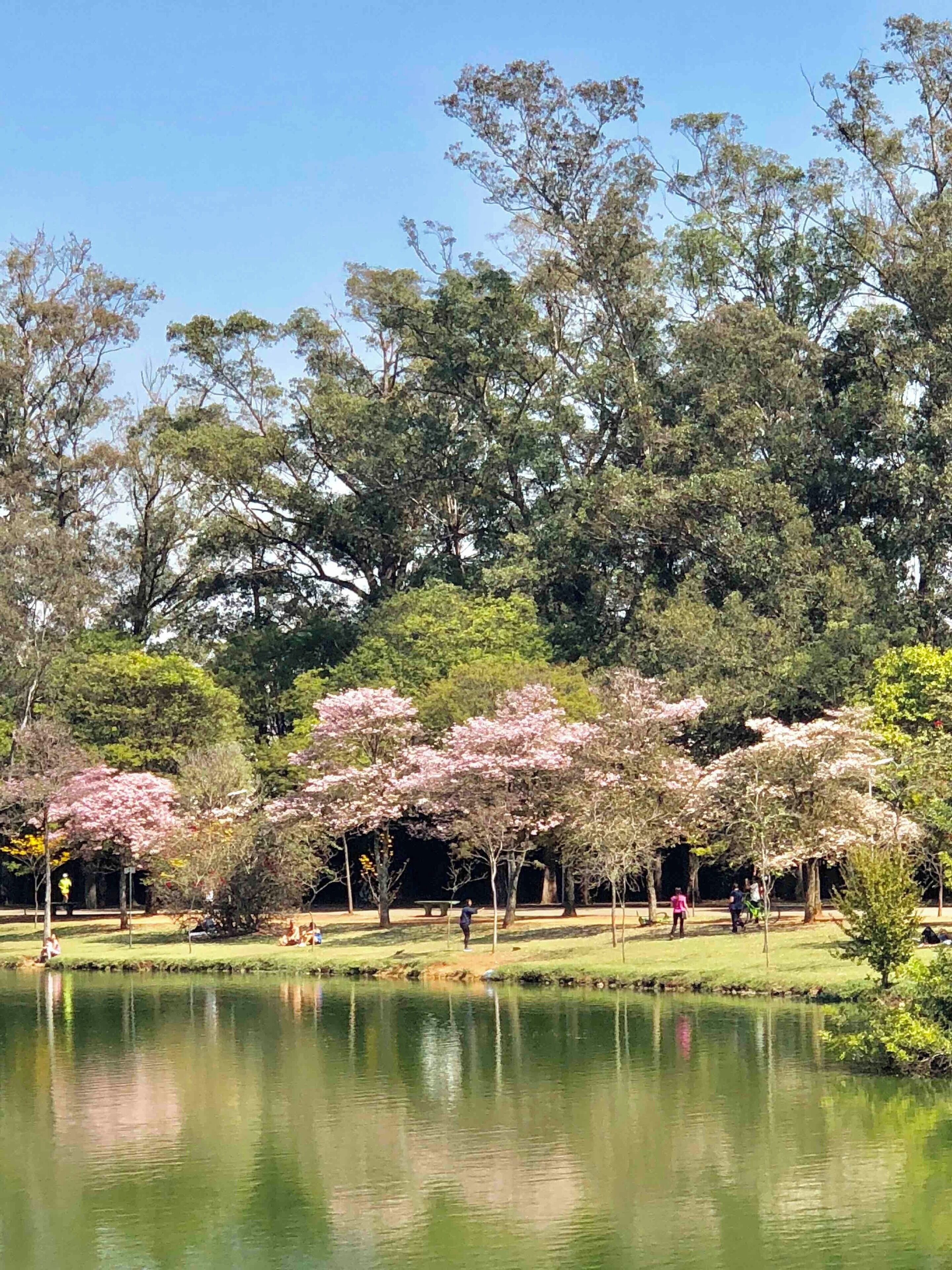 Beautiful park ,nice to walk,running,ride a bike,birdwatching.
museum, planetarium...
Works of Oscar Niemeyer,and much more.