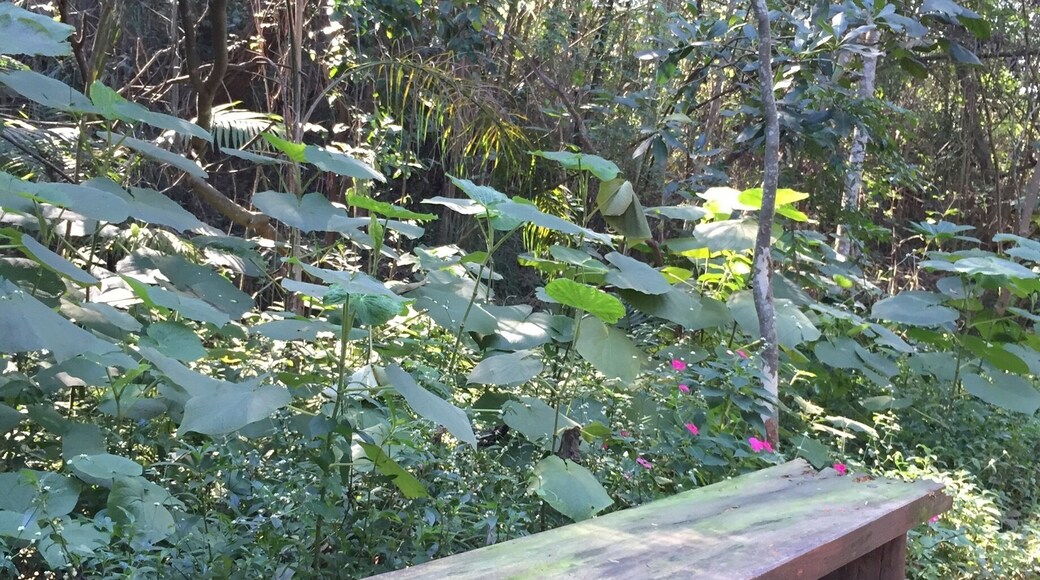 Rhis is a small city park, conservation area, with plenty of cozy places to rest and breath fresh air! Sounds of birds and flowers renew anyone. Try the upper side, more Nature oriented.