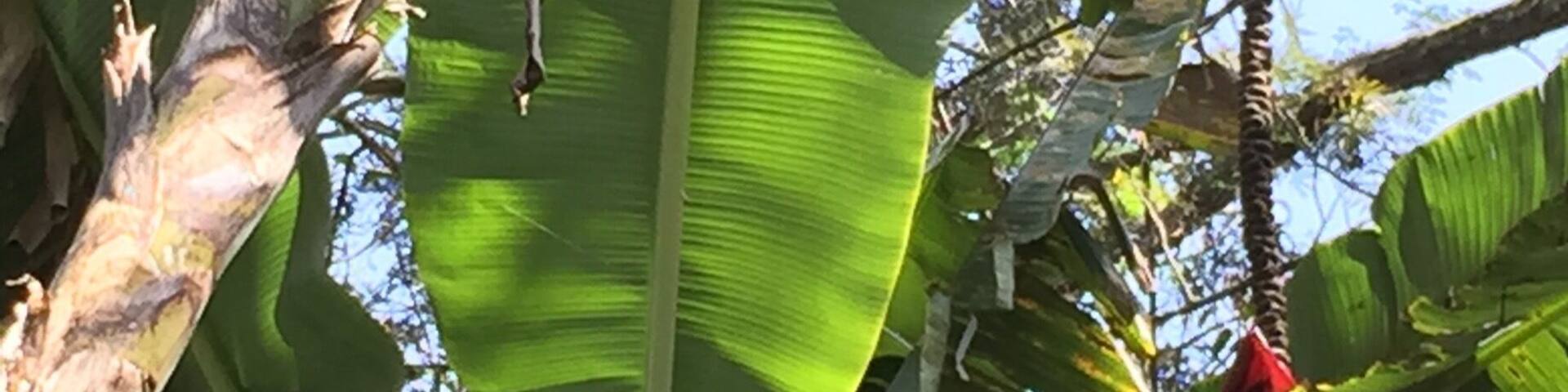 Fruit trees around te park: bananas and berriee. Flowers and small wild animals join them. People walk around, be prepared to shake the park with jogging persons and pic-nic families.