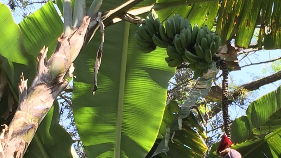 Fruit trees around te park: bananas and berriee. Flowers and small wild animals join them. People walk around, be prepared to shake the park with jogging persons and pic-nic families.