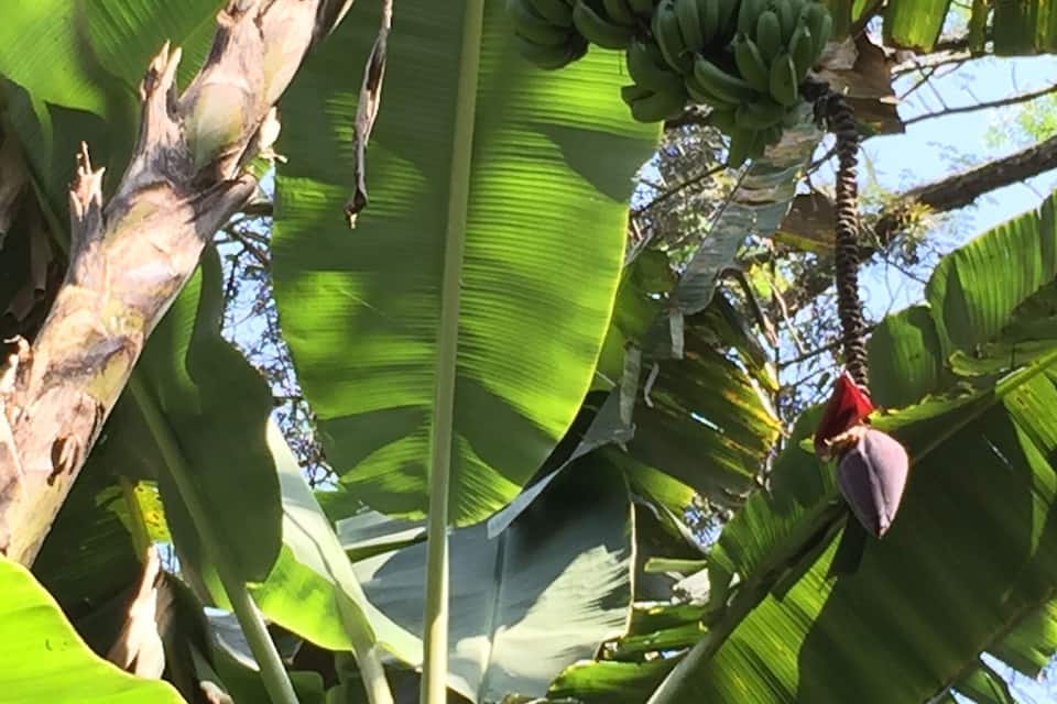 A banana tree with large green leaves and a bunch of unripe bananas.