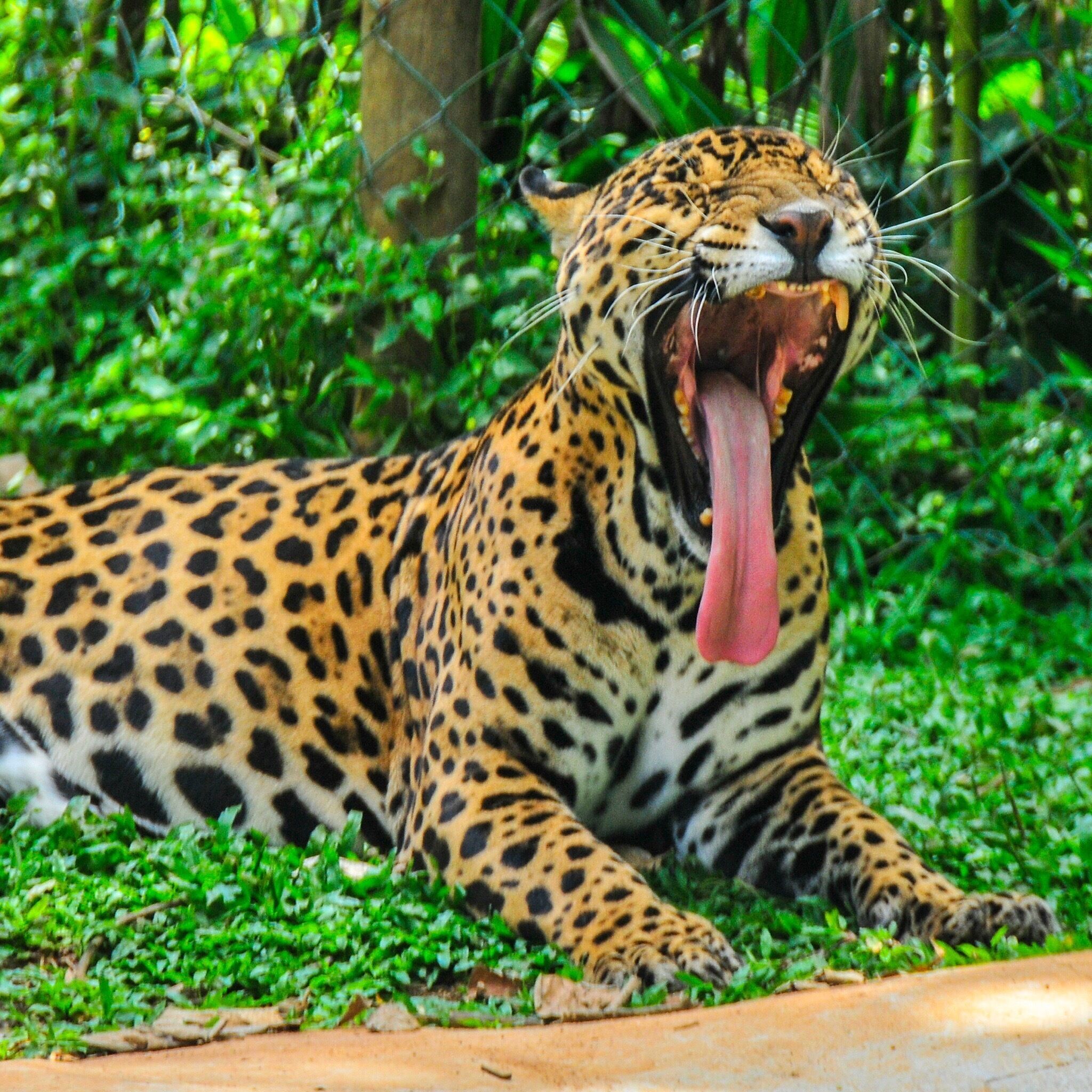 Jaguar 