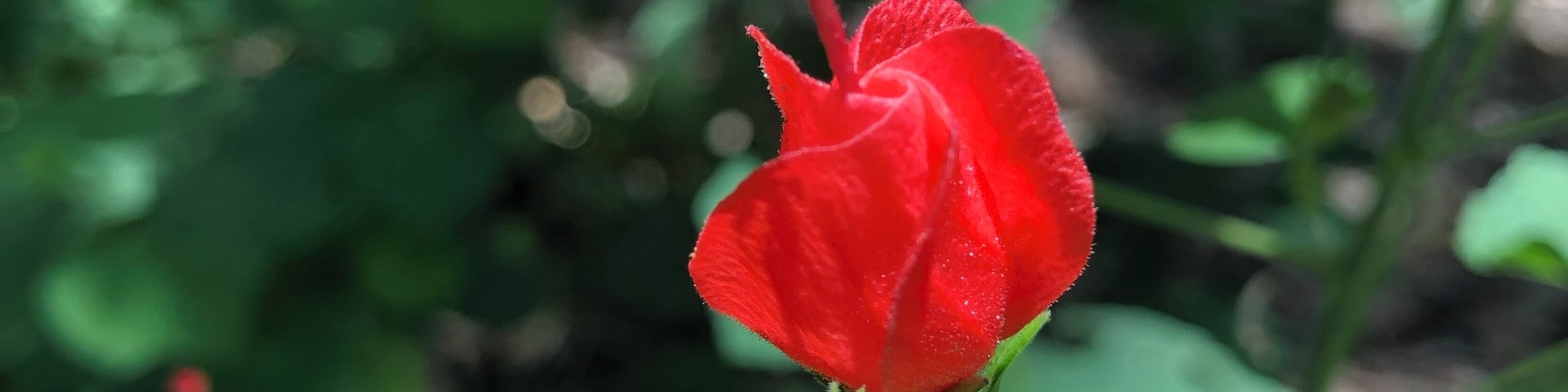 Nearly fully bloomed.