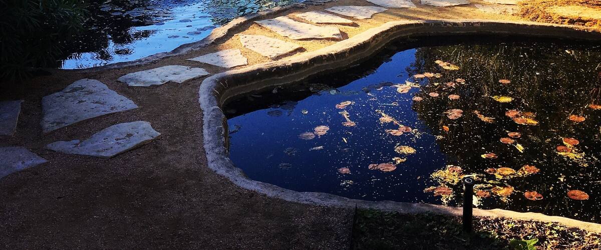 Took a quick shot as I explored the San Antonio Botanical Garden before the wedding ceremony.