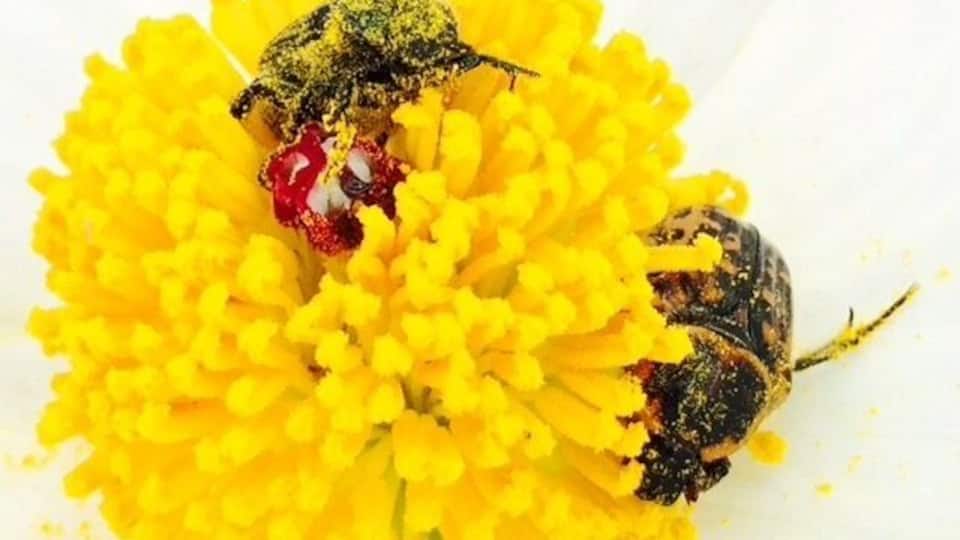 It was nice to see these carpet beetle feed off of this beautiful thistle poppies! 💙