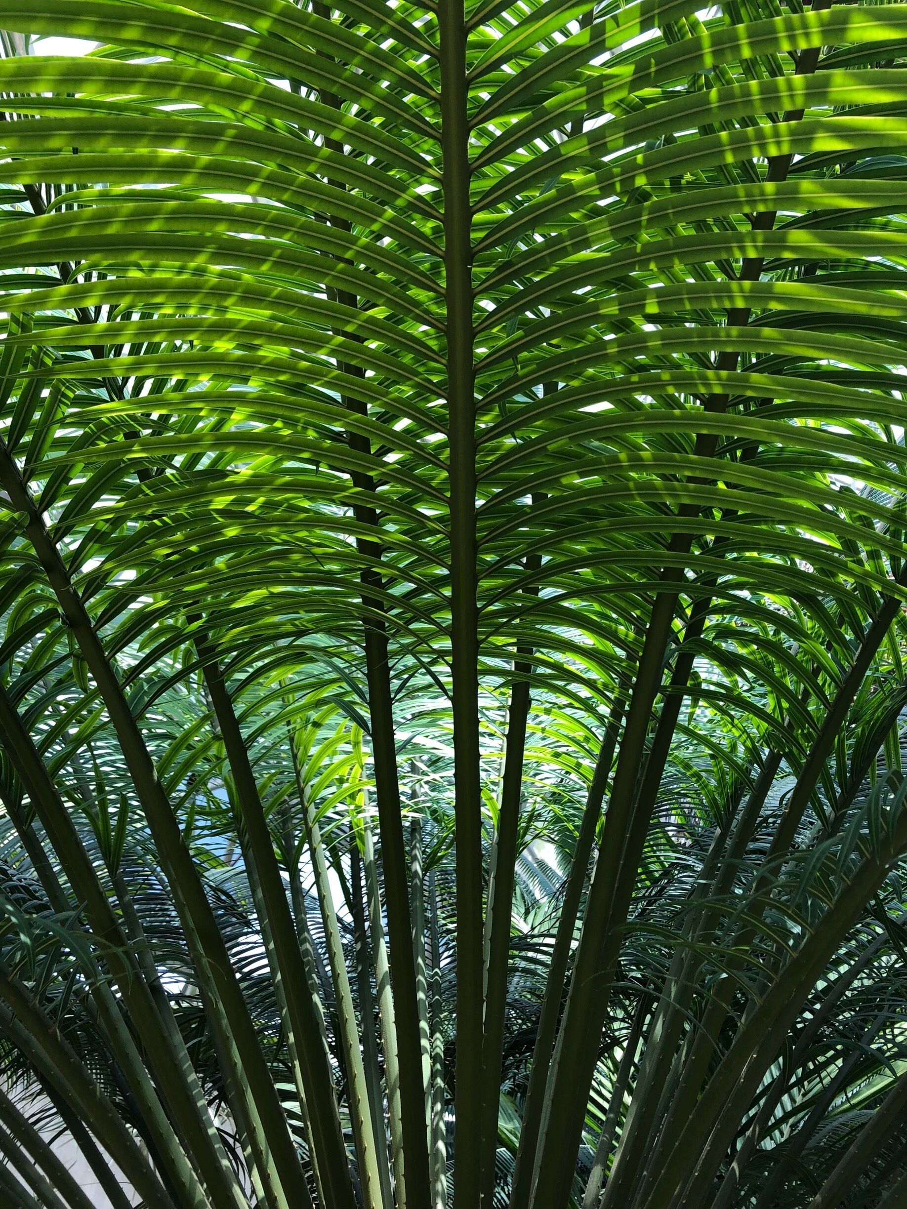 For $12, experience a huge variety of plants! The 38 acre park, has numerous numerous rooms showcasing tropical to desert  climates. There are paved walk ways throughout then park and short trails telling you about the terrain in different parts of Texas. 