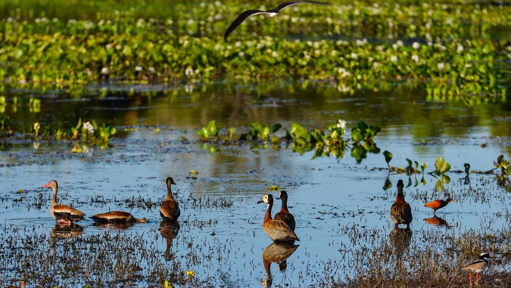 Prolific birdlife on a marsh by the Guaporé-Itenez river, in the village of Remanso, Beni, Bolivia: white-faced and black-bellied whistling ducks, a pied lapwing, a wattled jacana and a black skimmer