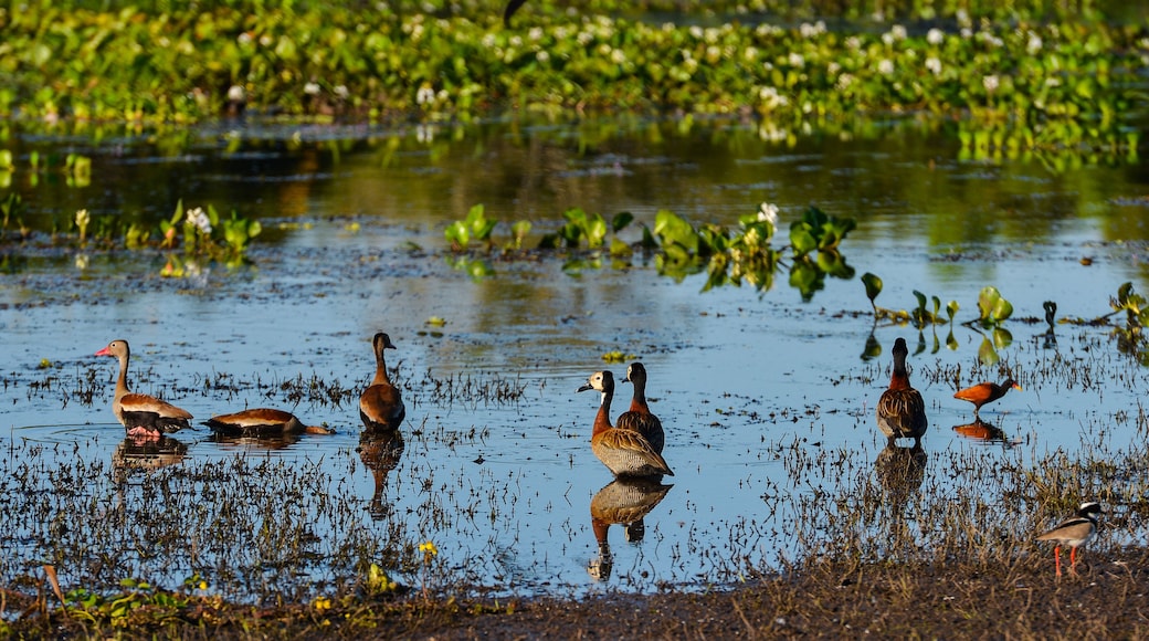 Prolific birdlife on a marsh by the Guaporé-Itenez river, in the village of Remanso, Beni, Bolivia: white-faced and black-bellied whistling ducks, a pied lapwing, a wattled jacana and a black skimmer