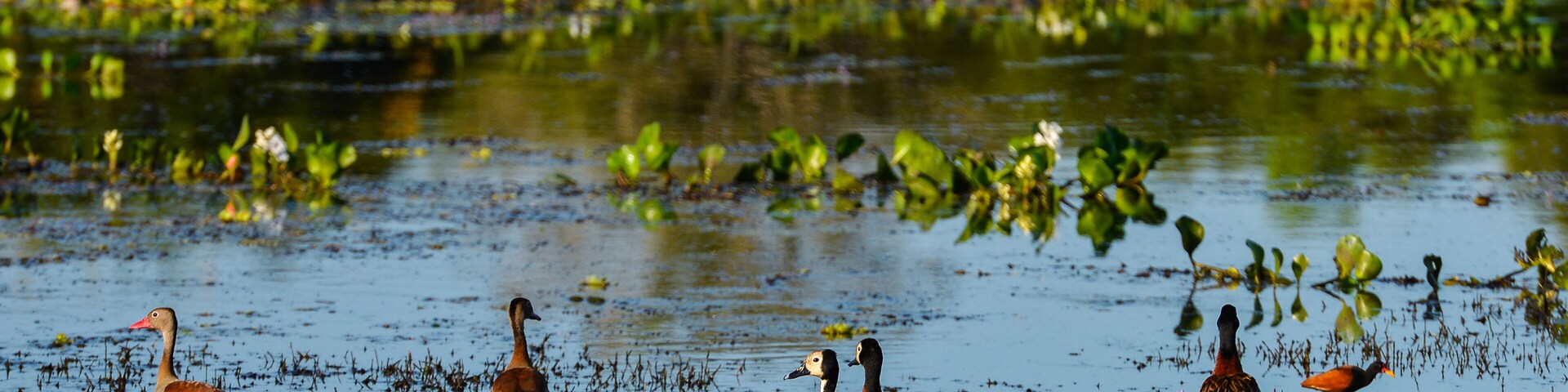 Prolific birdlife on a marsh by the Guaporé-Itenez river, in the village of Remanso, Beni, Bolivia: white-faced and black-bellied whistling ducks, a pied lapwing, a wattled jacana and a black skimmer