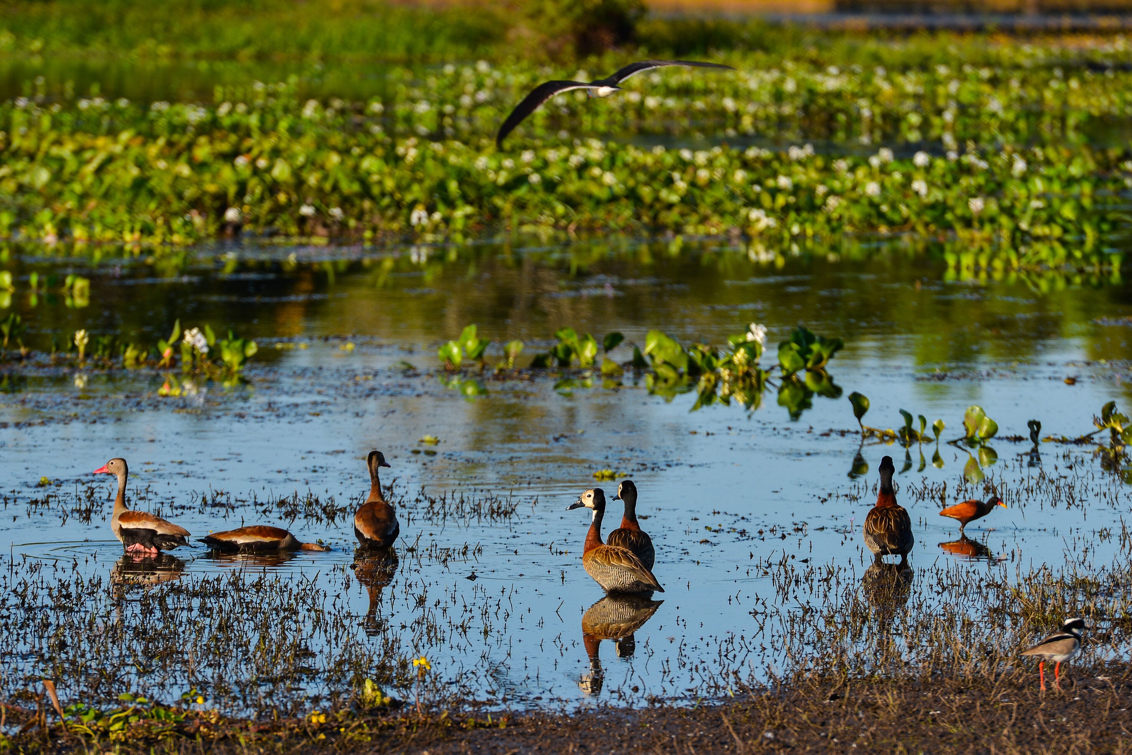 A group of ducks in a water body surrounded by green vegetation.