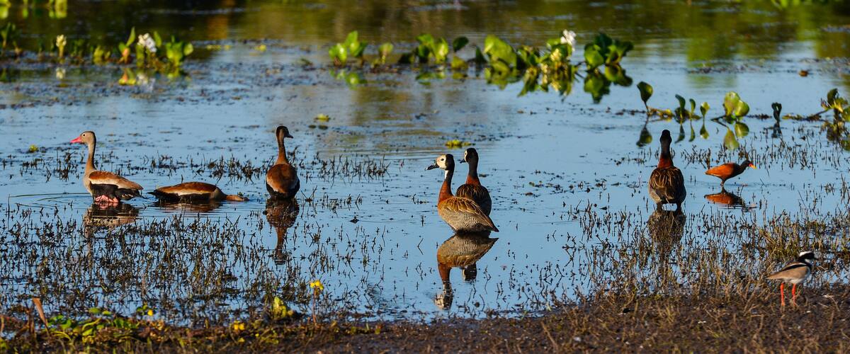 A group of ducks in a water body surrounded by green vegetation.