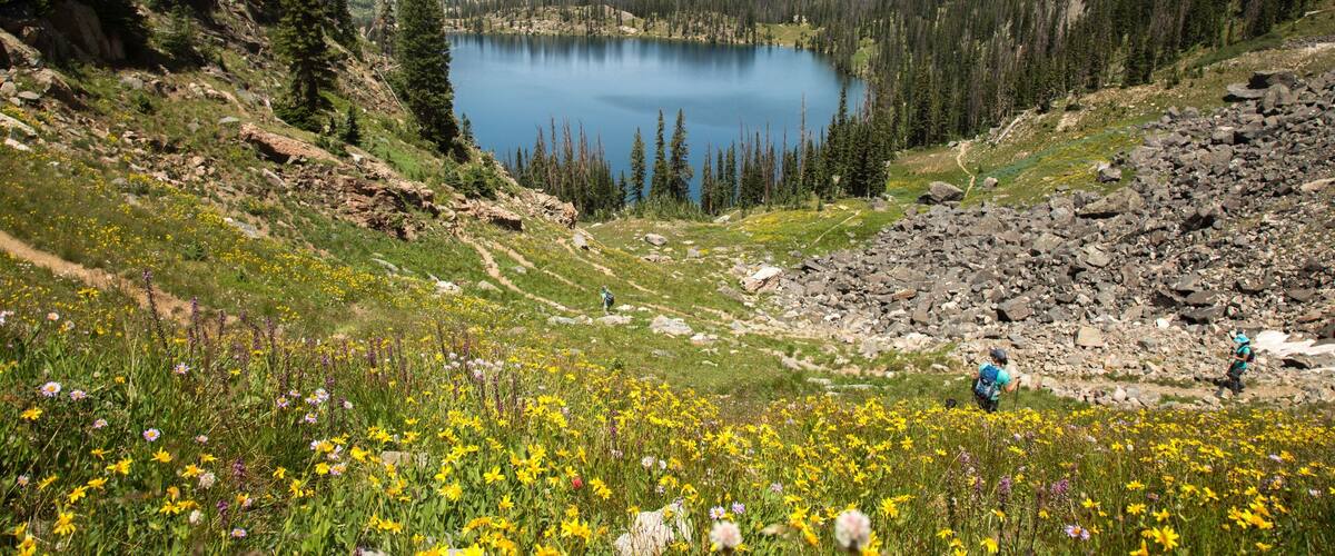 Goodbye summer! I enjoyed hiking and traveling. Here is one of my favorite hikes through the Zirkel wilderness. The wildflowers there are outstanding.
#hiking #exploring #adventure #wildflowers #wilderness