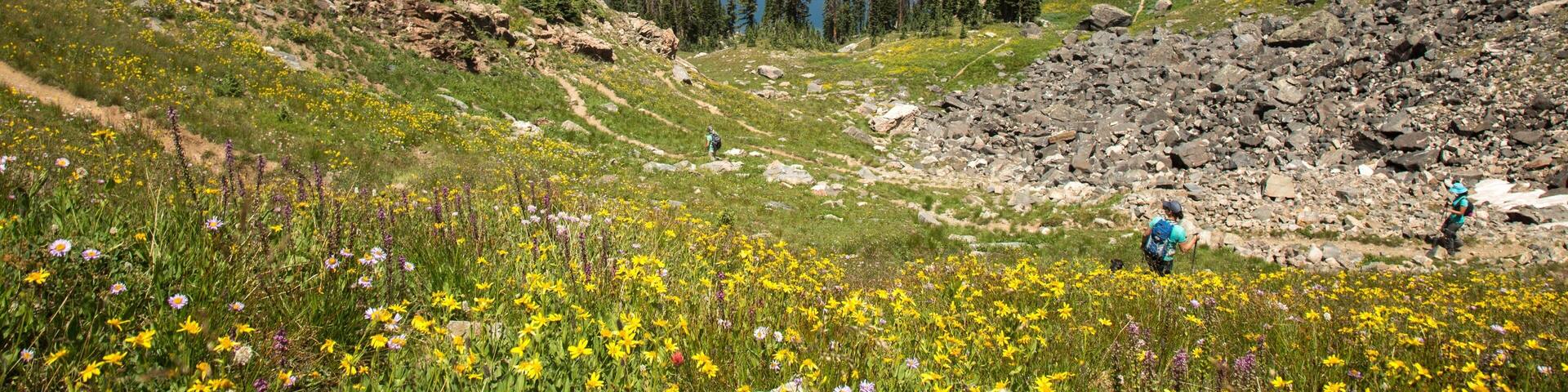Goodbye summer! I enjoyed hiking and traveling. Here is one of my favorite hikes through the Zirkel wilderness. The wildflowers there are outstanding.
#hiking #exploring #adventure #wildflowers #wilderness