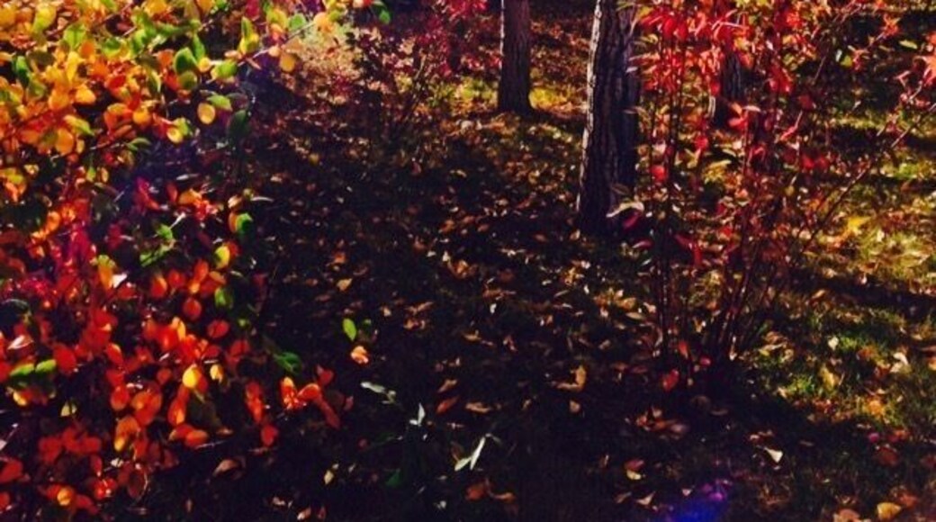 Fall colors in Steamboat Springs #colorful